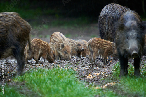 Herd of wild hogs in the forest © Xalanx