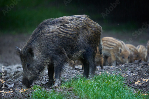 Herd of wild hogs in the forest