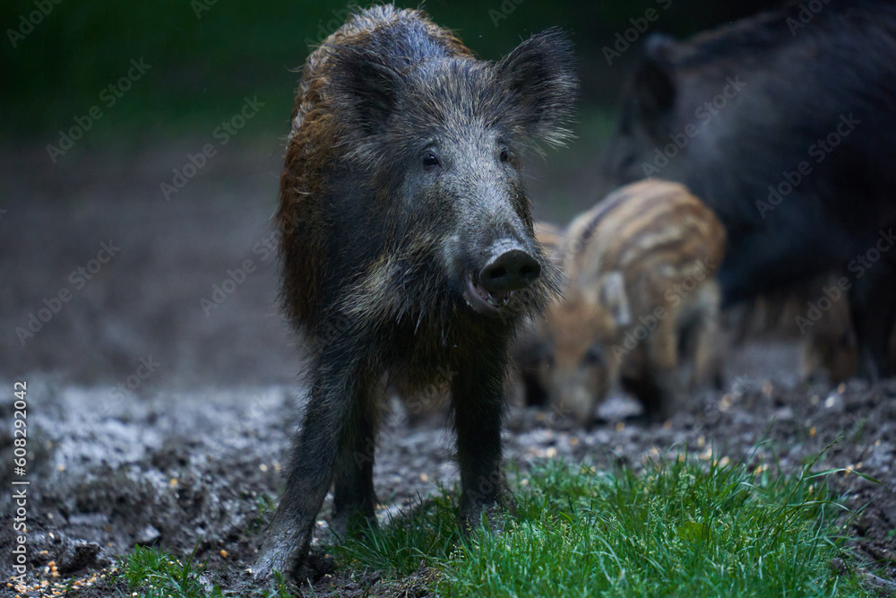 Herd of wild hogs in the forest Herd of wild hogs in the forest