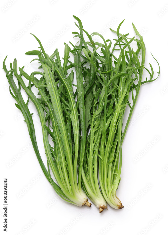 Fototapeta premium Erba Stella, Buck's Horn, Italian vegetable