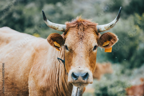 Portrait d'une Vache à la montagne