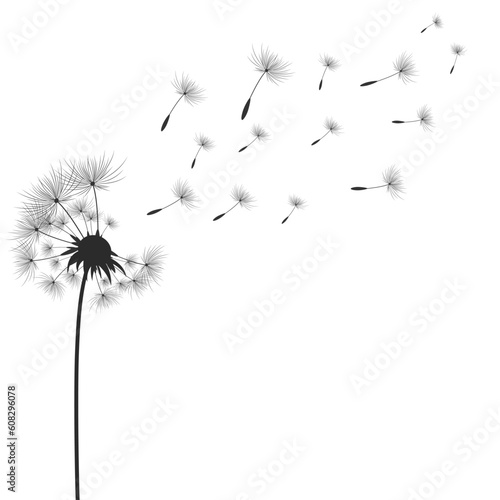 Fototapeta Naklejka Na Ścianę i Meble -  Dandelion flowers with seeds that fly away in the wind.
