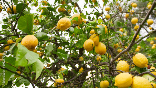 A yellow lemon tree. Close up 