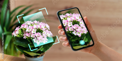 Phone in hand scanning kalanchoe flowers in pot using mobile app for plant identification and diagnostics. photo