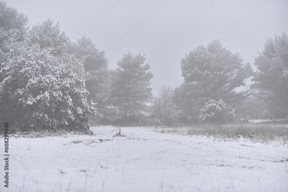 Obraz premium Winter Landscape