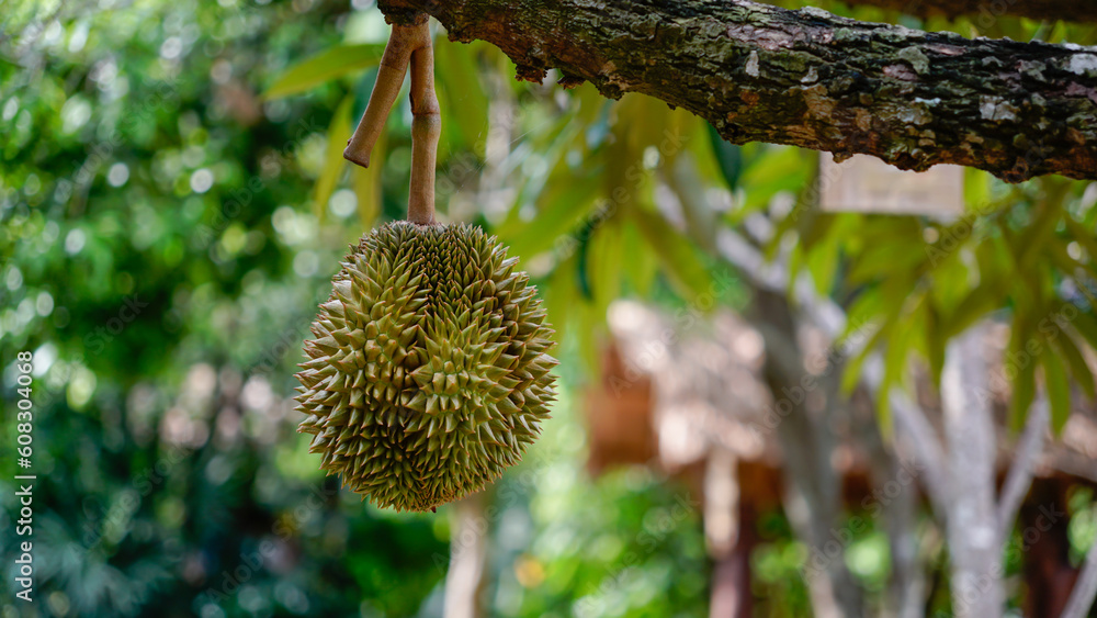 Durian is a product of agriculture. Durian is a product of agriculture.
