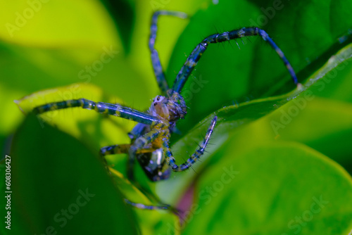 Macro Photography. Closeup photo of salticidae spiders or better known as jumping spiders among green leaves in the city of Bandung - Indonesia