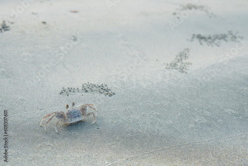 Ghost crab on the beach.