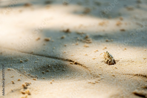 Ghost crab on the beach.