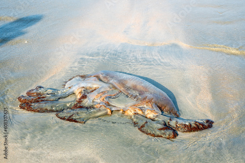 Dead jellyfish on the beach. © nokdue27