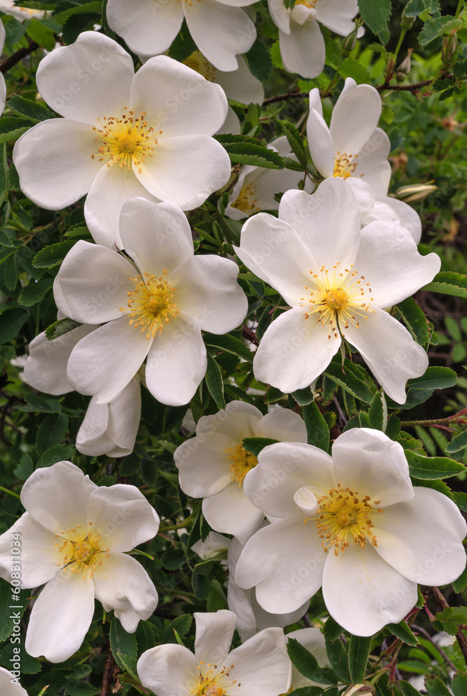 Fototapeta premium White rose hip flowers