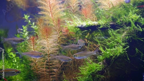 ryoboku aquascape detail, lush tropical aquatic plants, active blurred pet Congo tetra fish natural behaviour, Amano style planted nature design in low LED light, aquarium for experienced aquarist photo