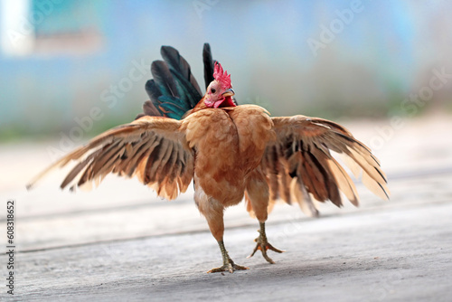 Malaysian serama rooster in the ground