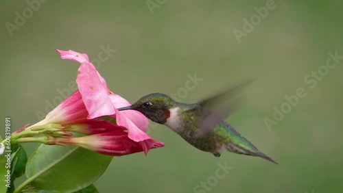Male ruby-throated hummingbird gathering nectar 