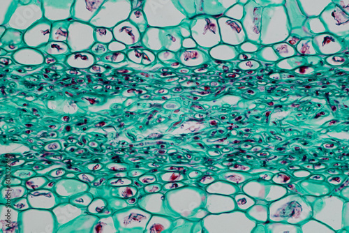 photo of green algae under the microscope photo