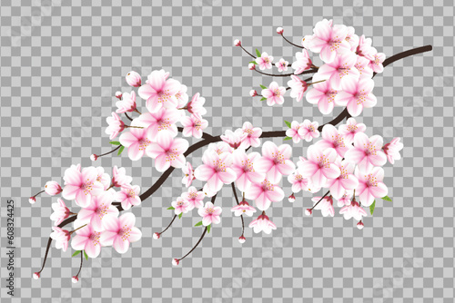 Vector cherry blossom branch with sakura flower.cherry blossom  with cherry bud and pink sakura flower