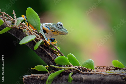 green frog on a leaf