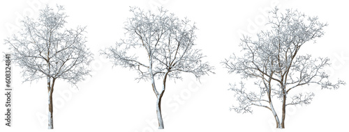 Photography Wintry trees frosty snow cover cutout backgrounds 3d rendering png files