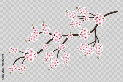 Vector cherry blossom branch with sakura flower.cherry blossom  with cherry bud and pink sakura flower