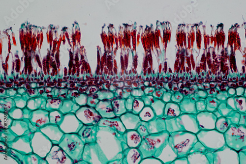 photo of green algae under the microscope photo