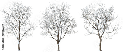 Cut-out trees shapes cover by snow winter time for landscape 3d illustrations png