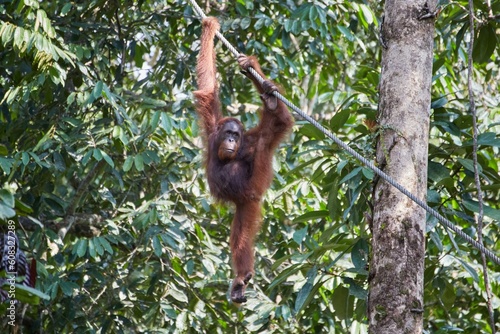 The Semenggoh Nature Reserve outside of Kuching, Malaysia, is one of the best places to see wild orangutans