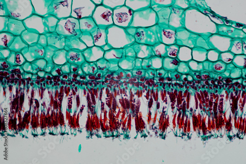 photo of green algae under the microscope photo