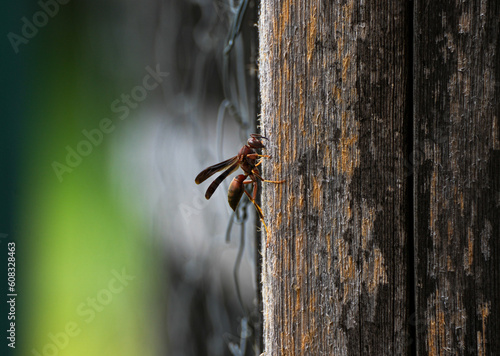 red wasp photo