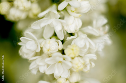 Delicate white lilac flowers on a branch