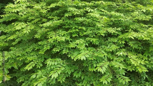 Close up of red roses flower plants amazing nature scape chill out therapy exploration summer times relaxing big size high quality botanical footage dji 3 mini pro