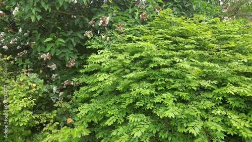 Close up of red roses flower plants amazing nature scape chill out therapy exploration summer times relaxing big size high quality botanical footage dji 3 mini pro