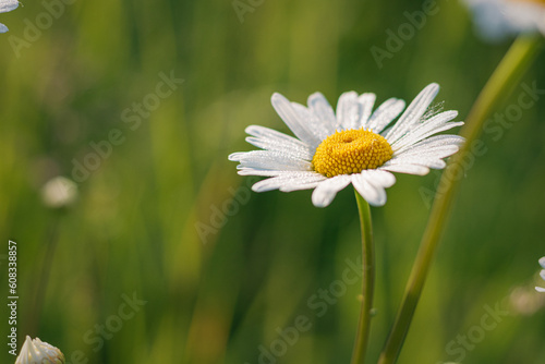 daisy. daisies in a field. daisy in the grass