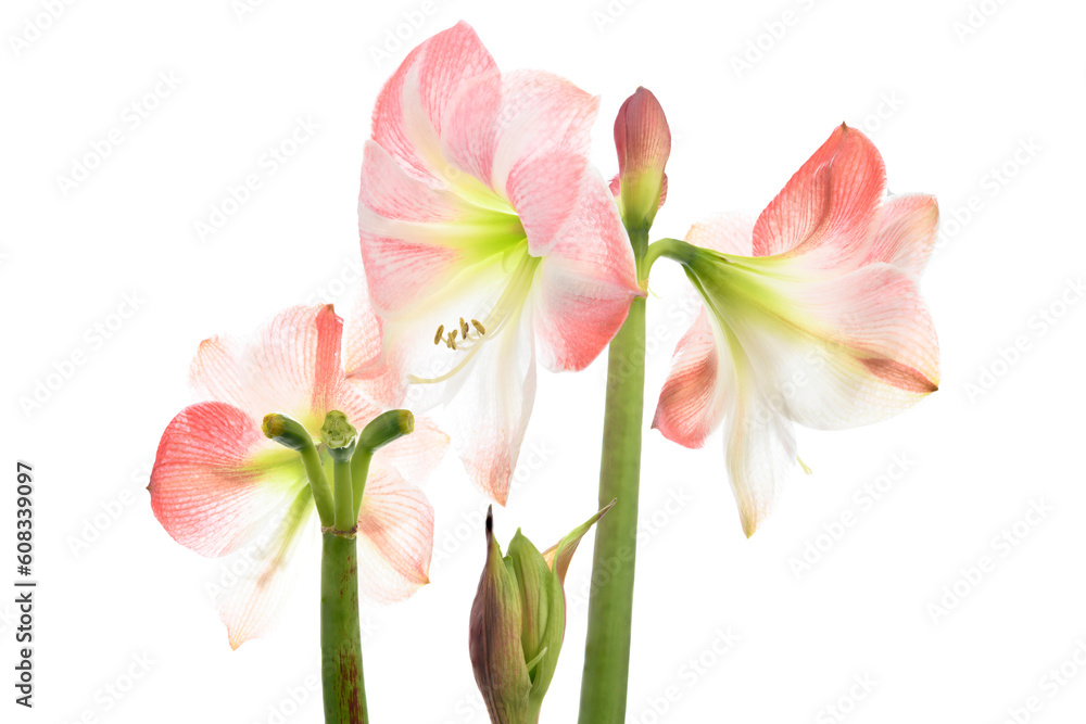 Pink lily isolated on white background Pink lily isolated on white background