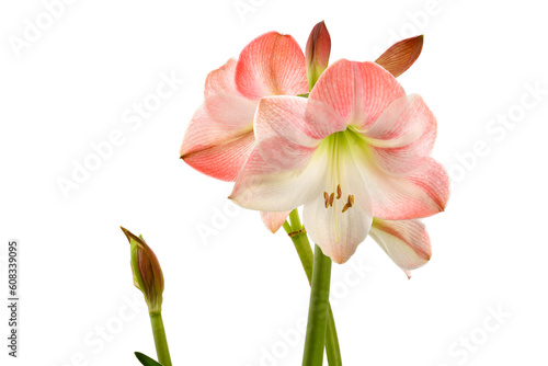 Fresh tropical pink lily flower head