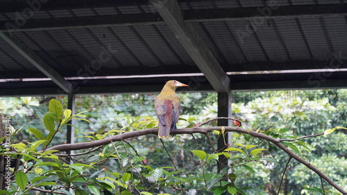 The Green Oropendola (Psarocolius viridis) is a species of bird found in Central and South America. It is a member of the icterid family|绿拟椋鸟 photo