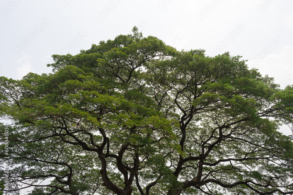 The crown of a growing tree with green foliage and beautiful curved dark branches against a light sky background. Natural background The crown of a growing tree with green foliage and beautiful curved dark branches against a light sky background. Natural background