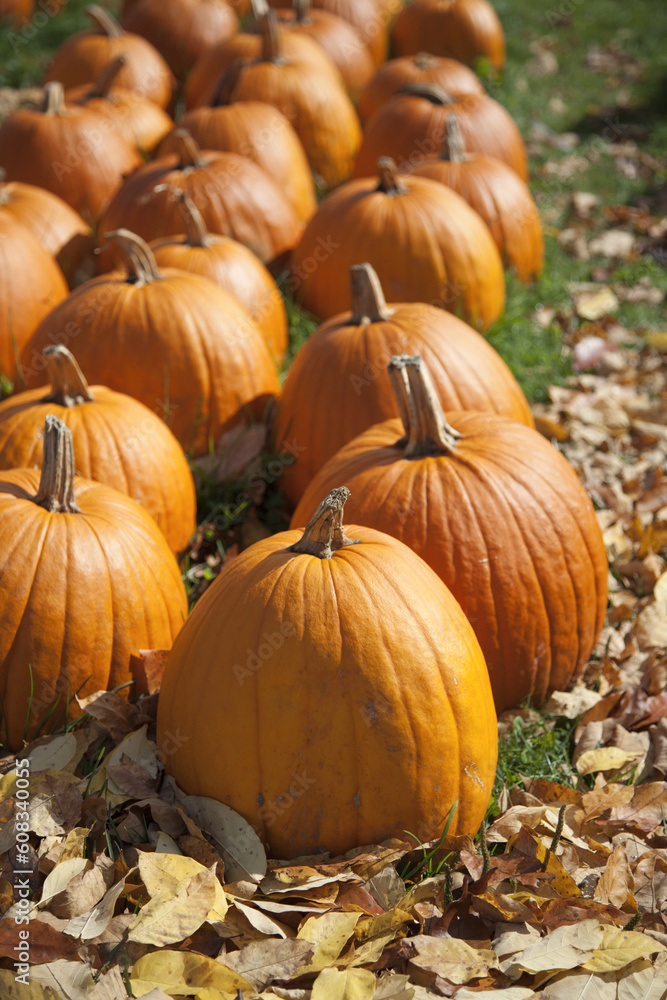Fototapeta premium Pumpkins in Fall