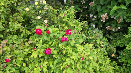 Close up of red roses flower plants amazing nature scape chill out therapy exploration summer times relaxing big size high quality botanical footage dji 3 mini pro