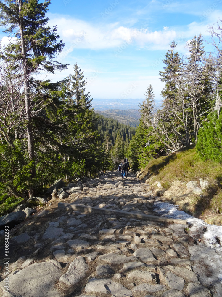 Obraz premium Path through the forest among the greenery. Hiking and jogging in the woods