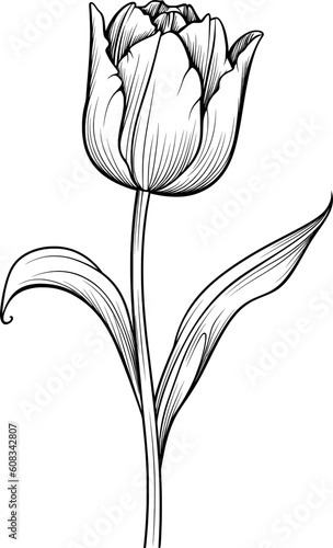 Wallpaper Mural Flower Line Art Torontodigital.ca