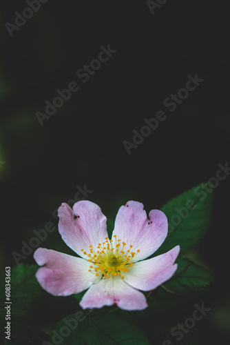 pink water lily