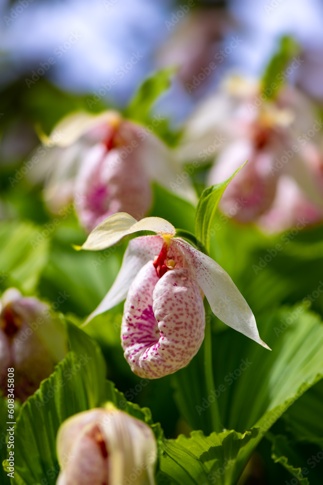 Formosan lady slipper or beautiful cypripedium (Cypripedium formosanum), is an orchid endemic to Taiwan. Macro close up of big colorful white pink flower in a botanical garden in Germany. Formosan lady slipper or beautiful cypripedium (Cypripedium formosanum), is an orchid endemic to Taiwan. Macro close up of big colorful white pink flower in a botanical garden in Germany.