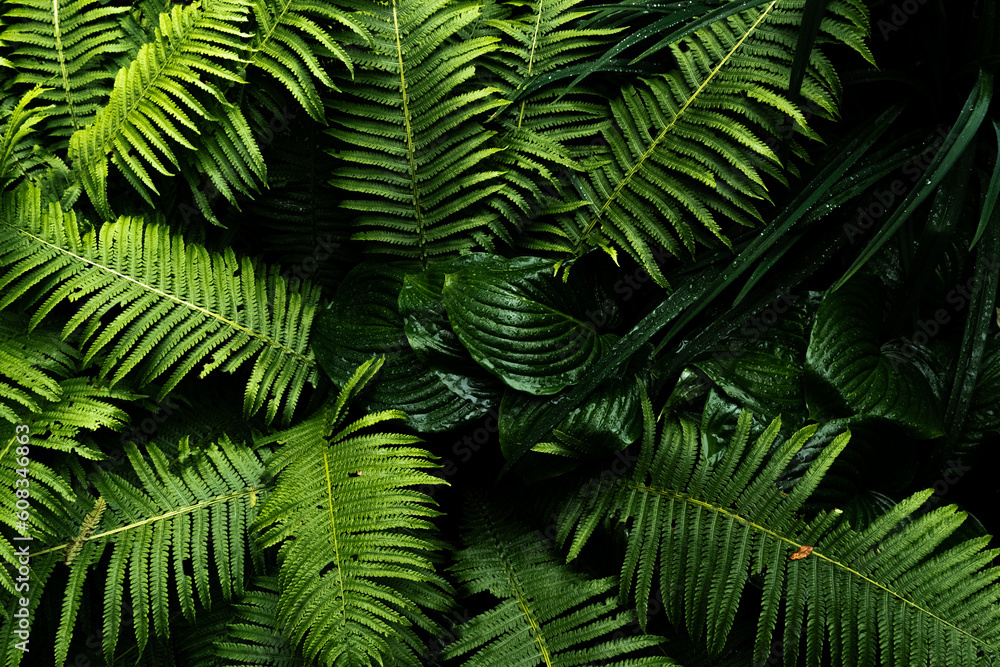 Exotic tropical jungle panorama with lush palm leaves and selective sharpness