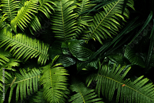 Fototapeta Naklejka Na Ścianę i Meble -  Exotic tropical jungle panorama with lush palm leaves and selective sharpness