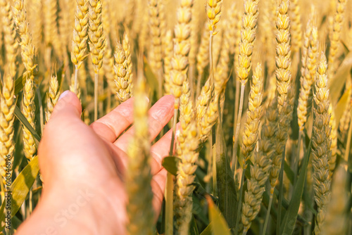 A gentle touch of the hand to the ripe ears of wheat.