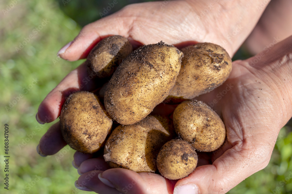 Farmer holding in hands the harvest of potatoes against green grass. Organic vegetables. Farming, selective focus. Farmer holding in hands the harvest of potatoes against green grass. Organic vegetables. Farming, selective focus.