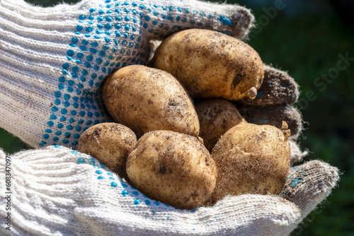 Hands Holding Freshly Harvested Potatoes. Farmer Harvesting Potatoes.