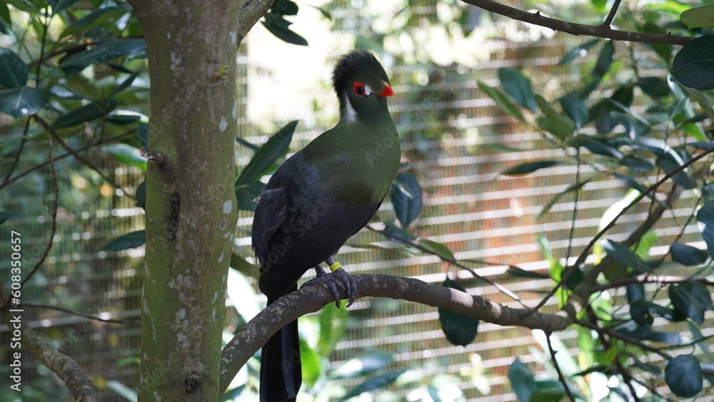 White-cheeked turaco(ホワイトチークトゥラコ、学名: Tauraco leucotis)は、美しい鳥の一種で、主にアフリカ大陸に分布しています。この鳥は、その特徴的な白いほほを持つことで知られています。 White-cheeked turaco(ホワイトチークトゥラコ、学名: Tauraco leucotis)は、美しい鳥の一種で、主にアフリカ大陸に分布しています。この鳥は、その特徴的な白いほほを持つことで知られています。