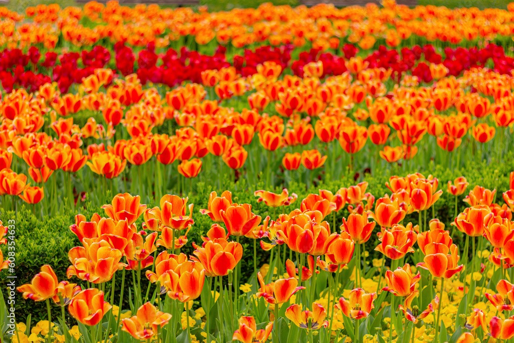 orange and red tulips in floral garden, flowers field