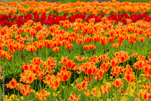 orange and red tulips in floral garden  flowers field